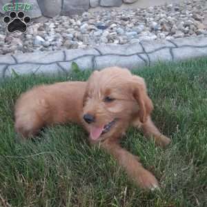Biscuit, Mini Goldendoodle Puppy
